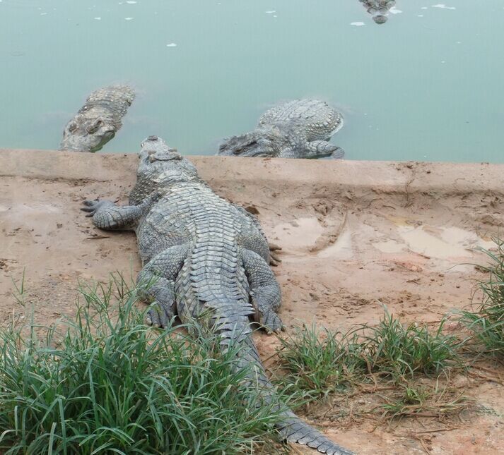 鳄鱼养殖