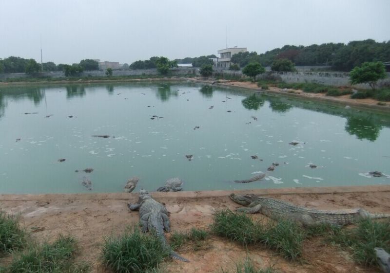 鳄鱼养殖