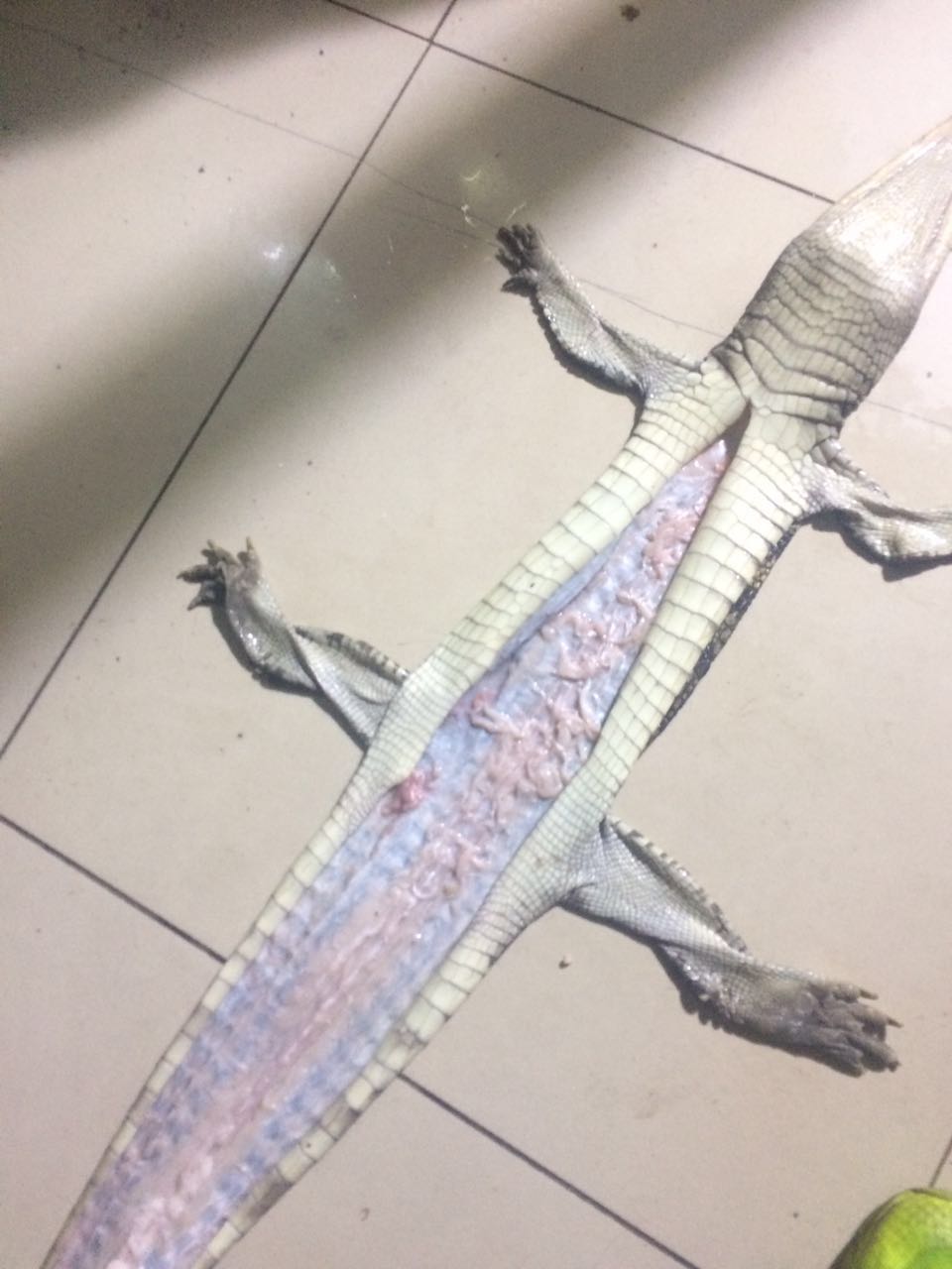 脱皮完成 腹部图片