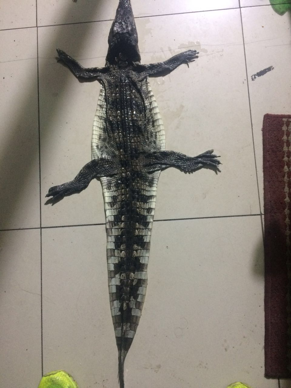背部图片