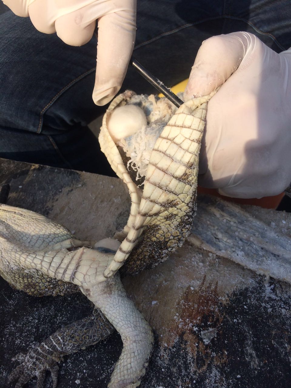 用筷子顺着皮 捅实 绕着腿部均匀用力 捅实