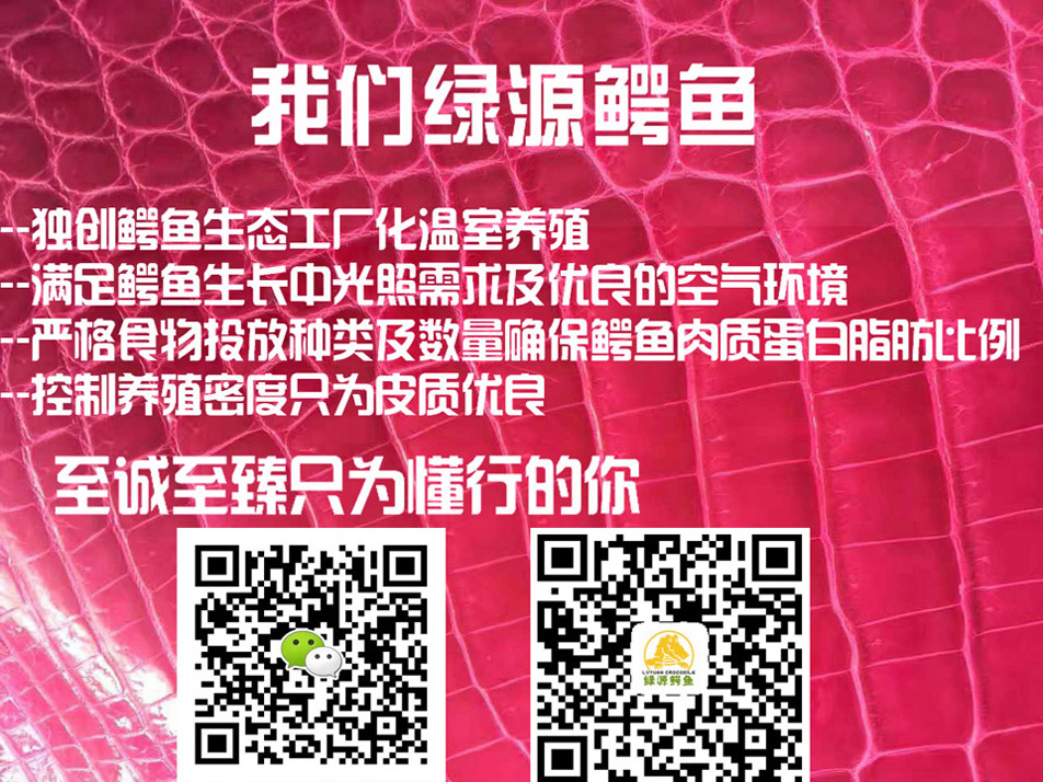 鳄鱼养殖